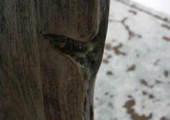 Table Basse 150x70 Acacia Laqué Gris Taupe PURE ACACIA #429 -Massivmoebel24 09 200 886 4030 5 1