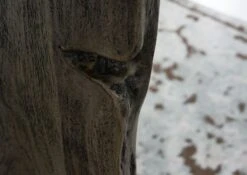 Vitrine 105x45 Acacia Laqué Gris Taupe PURE ACACIA #911 -Massivmoebel24 09 320 886 9011 6